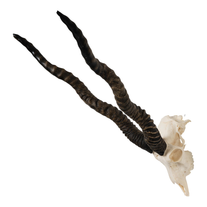 Real Blackbuck Skull