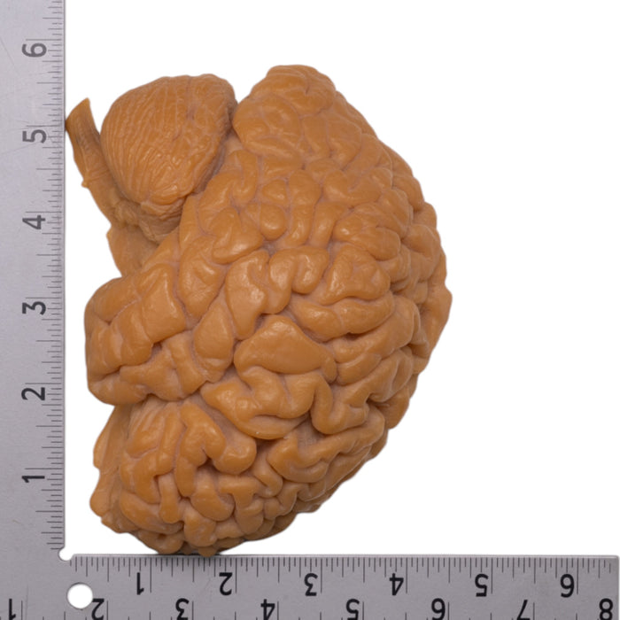 Replica Human Half Brain