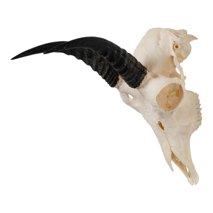 Real Mountain Reedbuck Skull