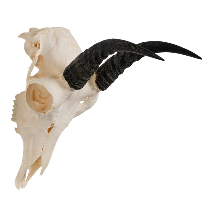 Real Mountain Reedbuck Skull