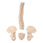 Real Human Spine, Sacrum, and Pelvis - Disarticulated
