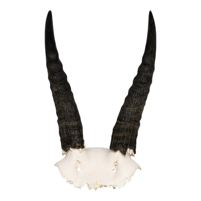 Real Mountain Reedbuck Skull Plate