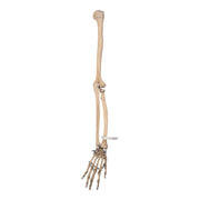 Real Human Right Arm - Articulated