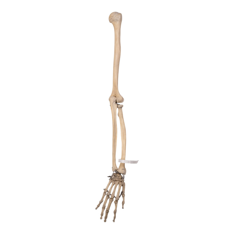 Real Human Right Arm - Articulated