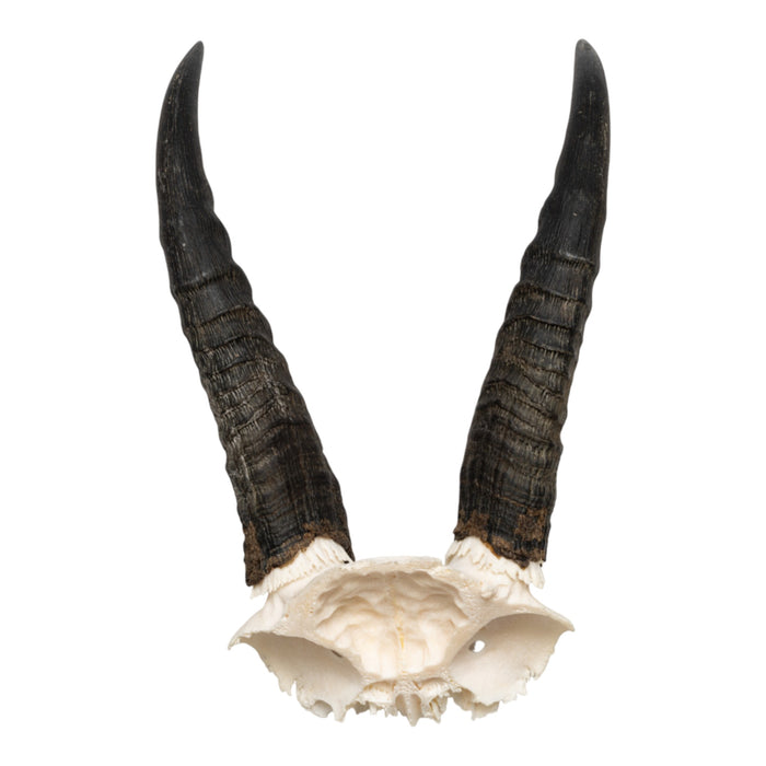 Real Mountain Reedbuck Skull Plate