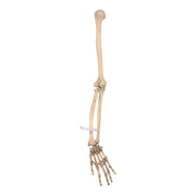 Real Human Right Arm - Articulated