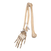 Real Human Right Arm - Articulated