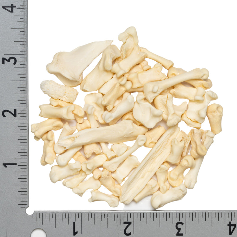 Real Bag-O-Miscellaneous Bones