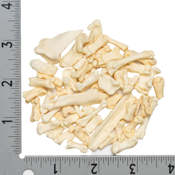 Real Bag-O-Miscellaneous Bones