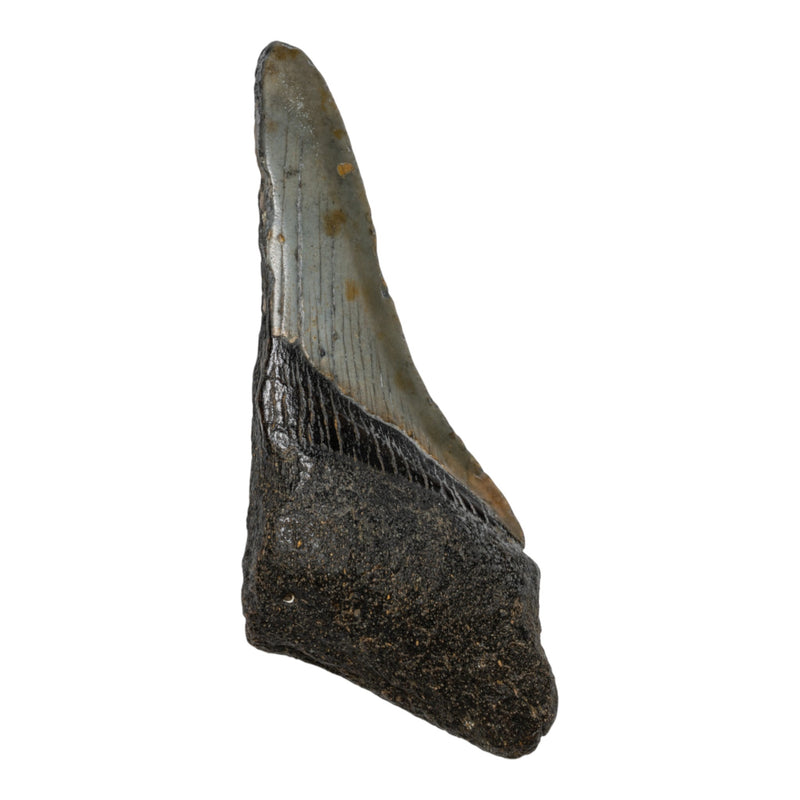 Real Megalodon Tooth - Half