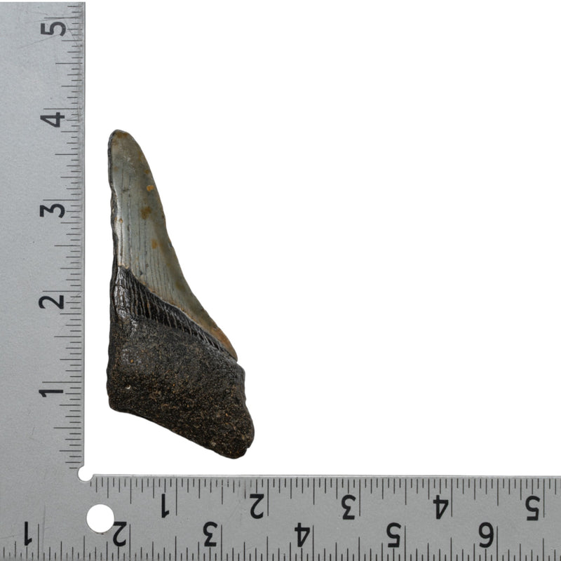 Real Megalodon Tooth - Half