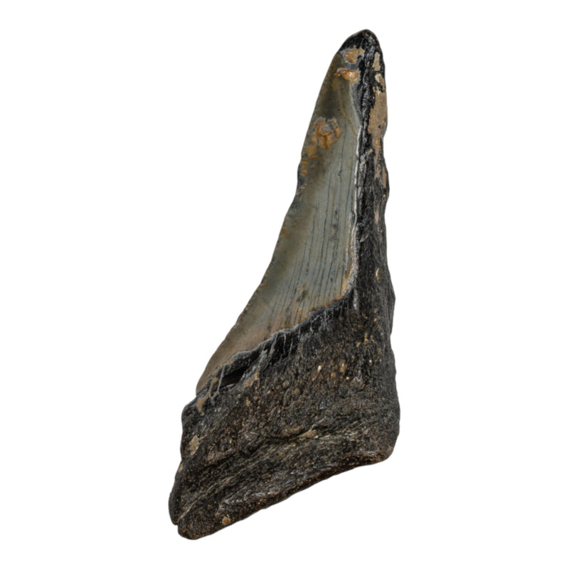 Real Megalodon Tooth - Half
