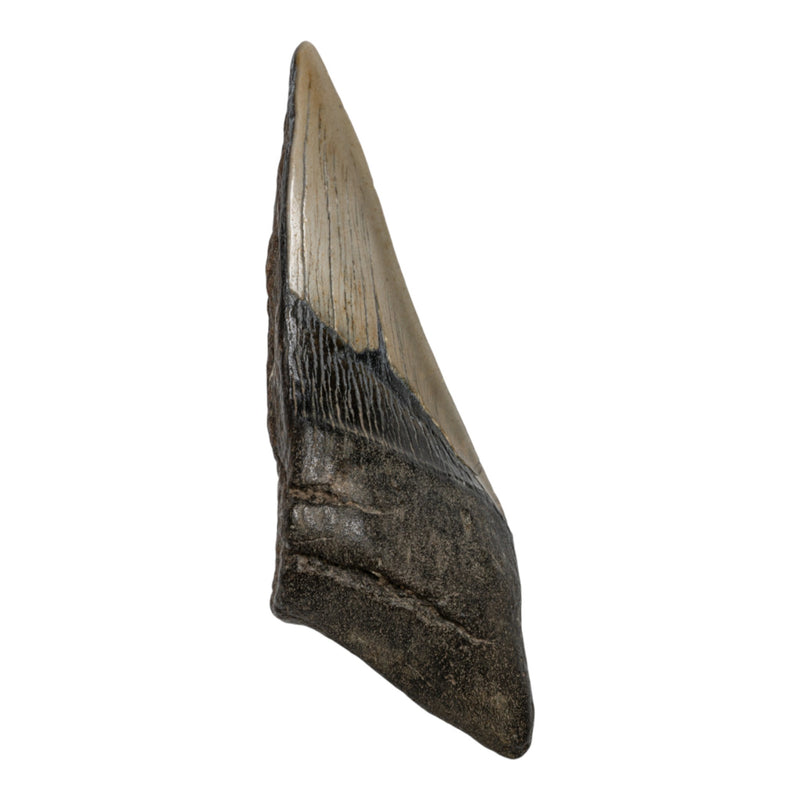 Real Megalodon Tooth - Half