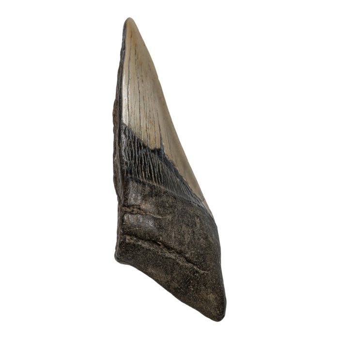 Real Megalodon Tooth - Half