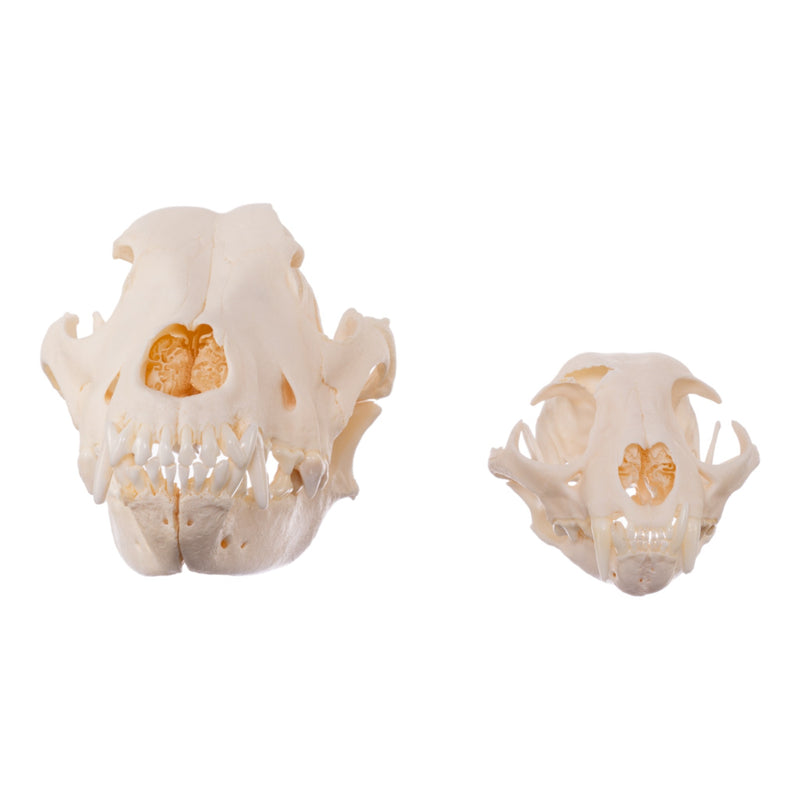 Real Bag-O-Canine and Feline Skulls