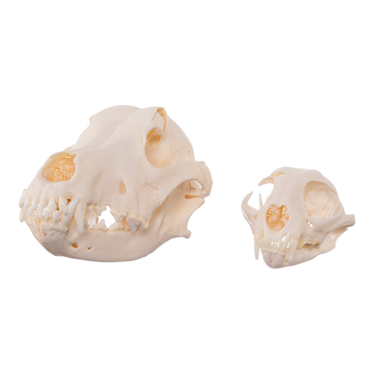 Real Bag-O-Canine And Feline Skulls For Sale — Skulls Unlimited