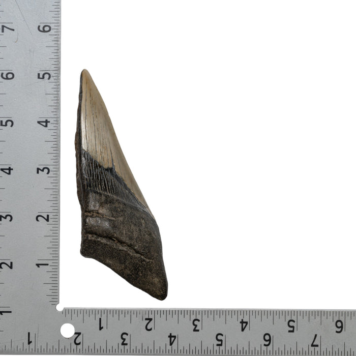 Real Megalodon Tooth - Half