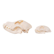 Real Bag-O-Canine and Feline Skulls