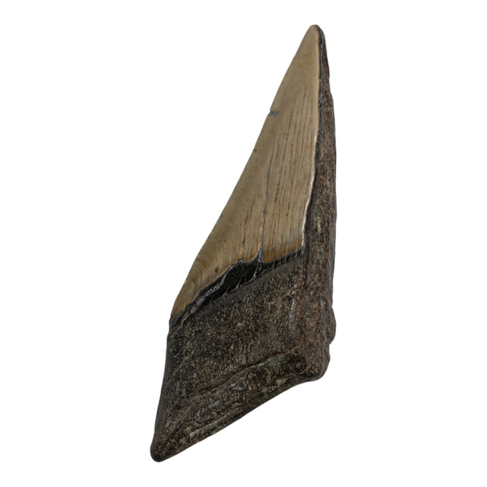 Real Megalodon Tooth - Half