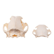 Real Bag-O-Canine and Feline Skulls