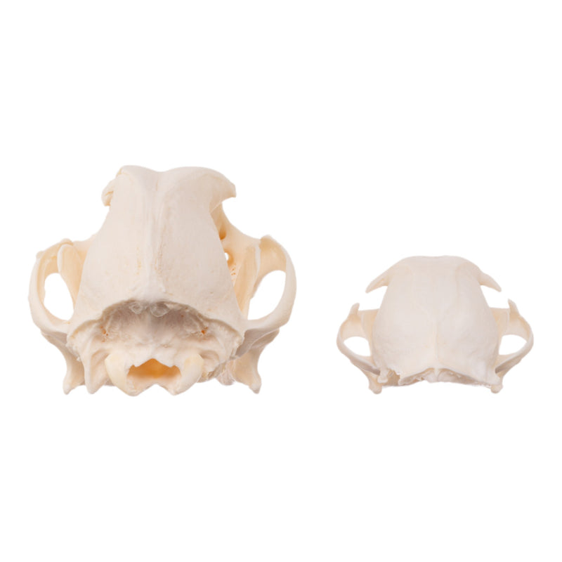 Real Bag-O-Canine and Feline Skulls