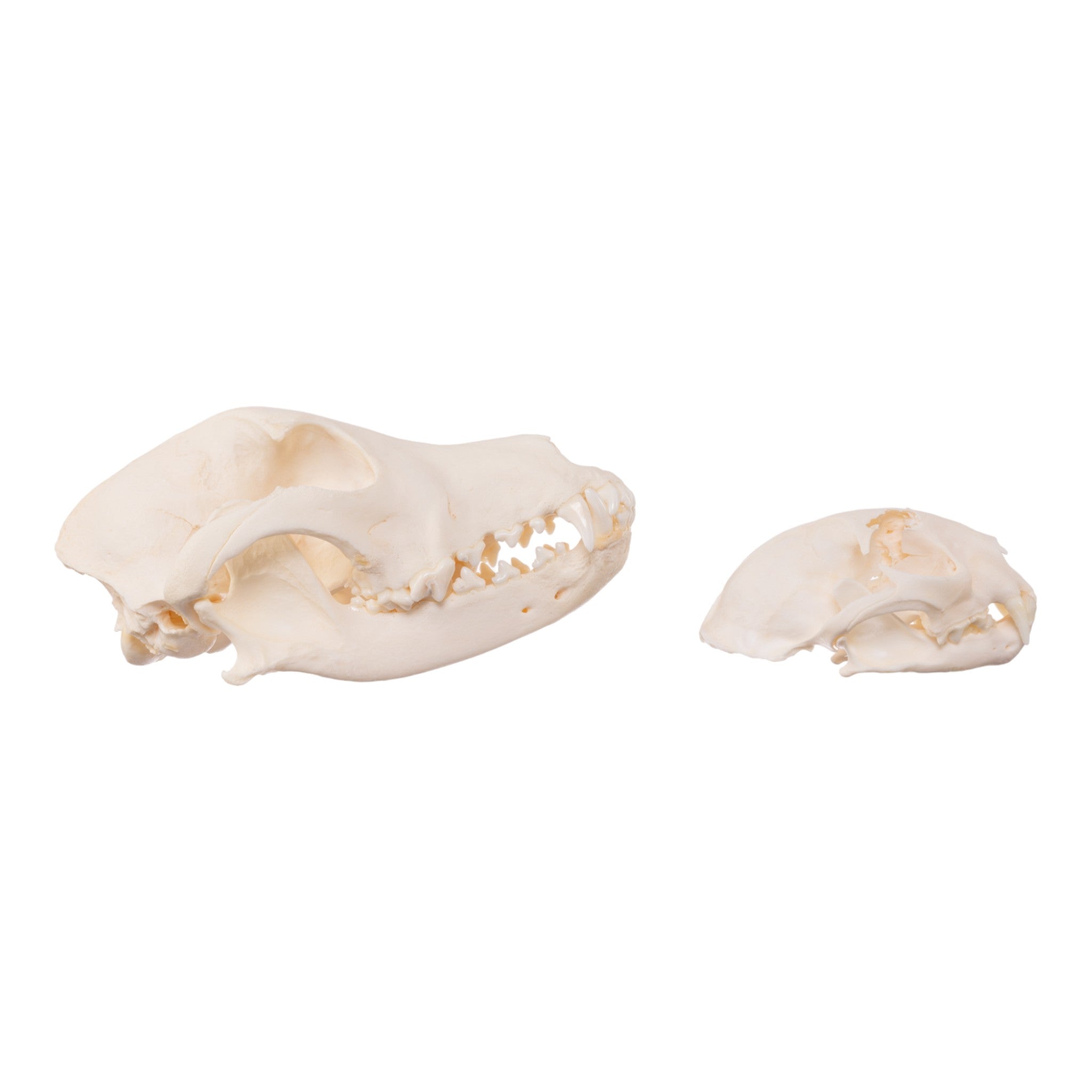 Real Bag-O-Canine And Feline Skulls For Sale — Skulls Unlimited
