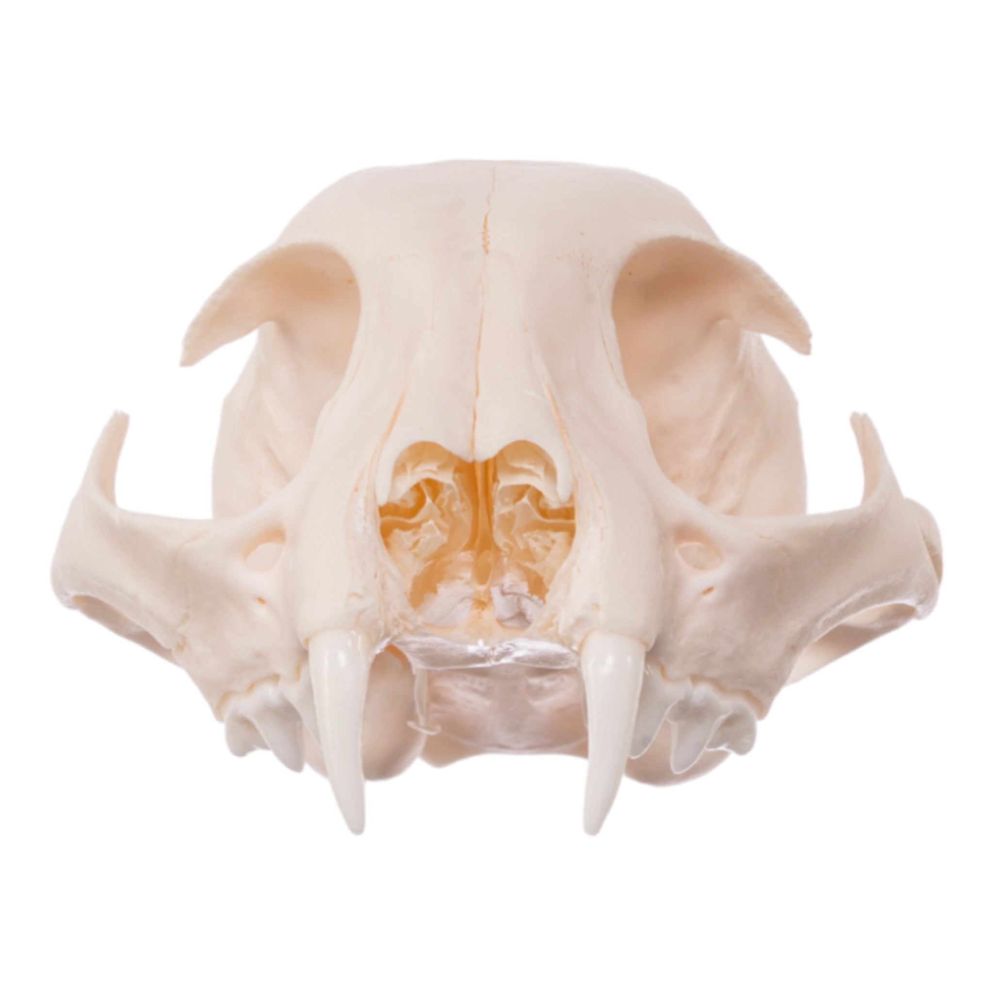 Real Bag-O-Canine And Feline Skulls For Sale — Skulls Unlimited