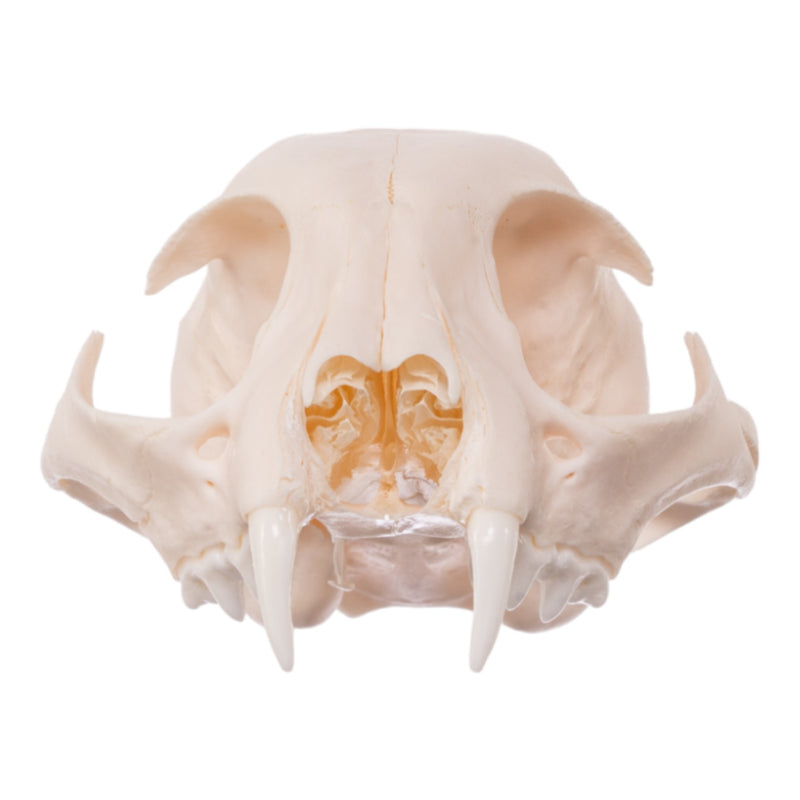 Real Bag-O-Canine and Feline Skulls