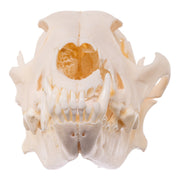 Real Bag-O-Canine and Feline Skulls