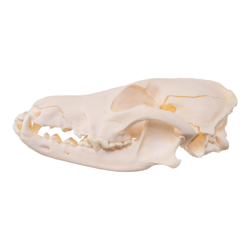 Real Bag-O-Canine and Feline Skulls