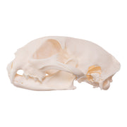 Real Bag-O-Canine and Feline Skulls