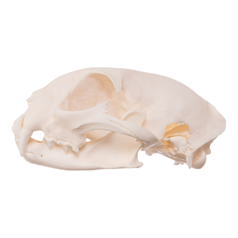 Real Bag-O-Canine and Feline Skulls