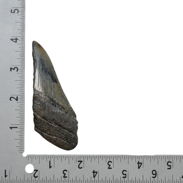 Real Megalodon Tooth - Half
