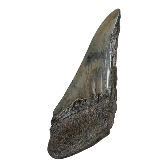Real Megalodon Tooth - Half