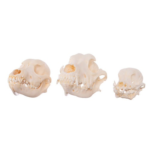 Real Bag-O-Canine Skulls