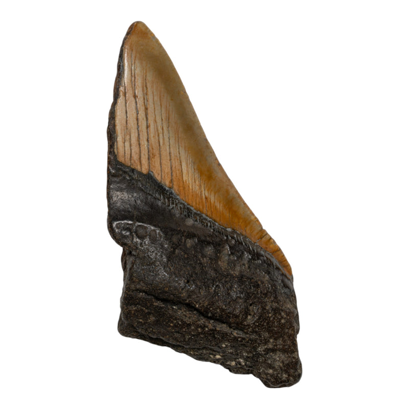 Real Megalodon Tooth - Half