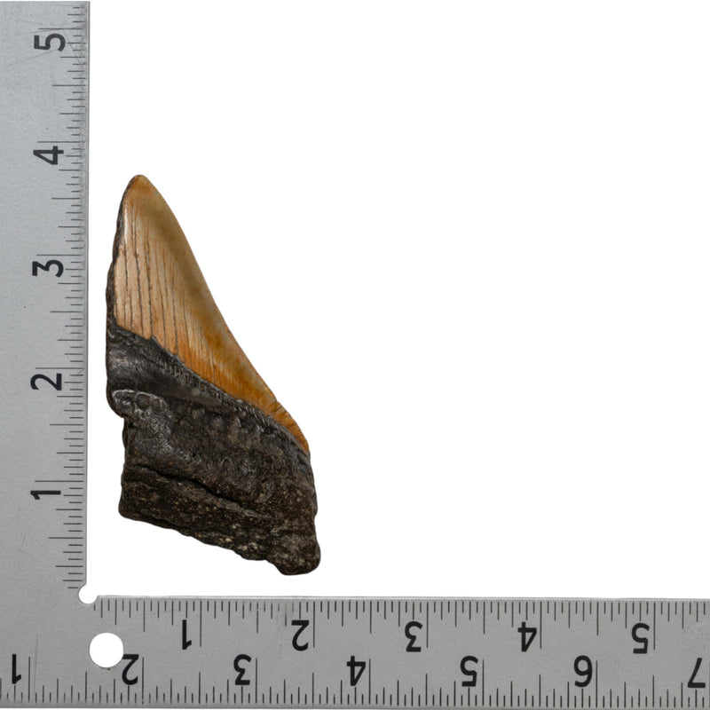 Real Megalodon Tooth - Half