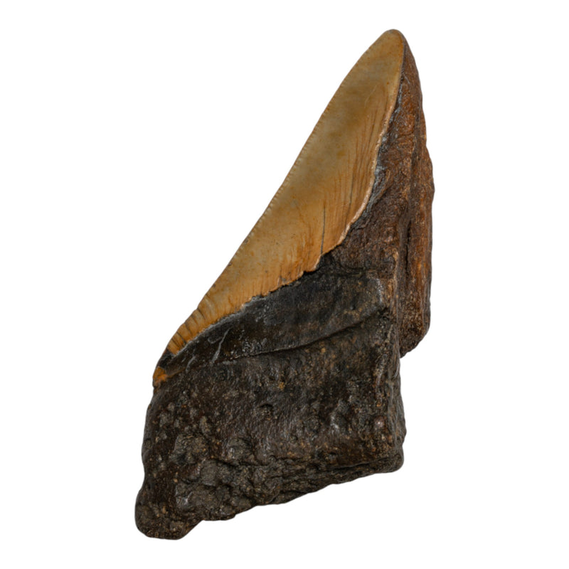 Real Megalodon Tooth - Half