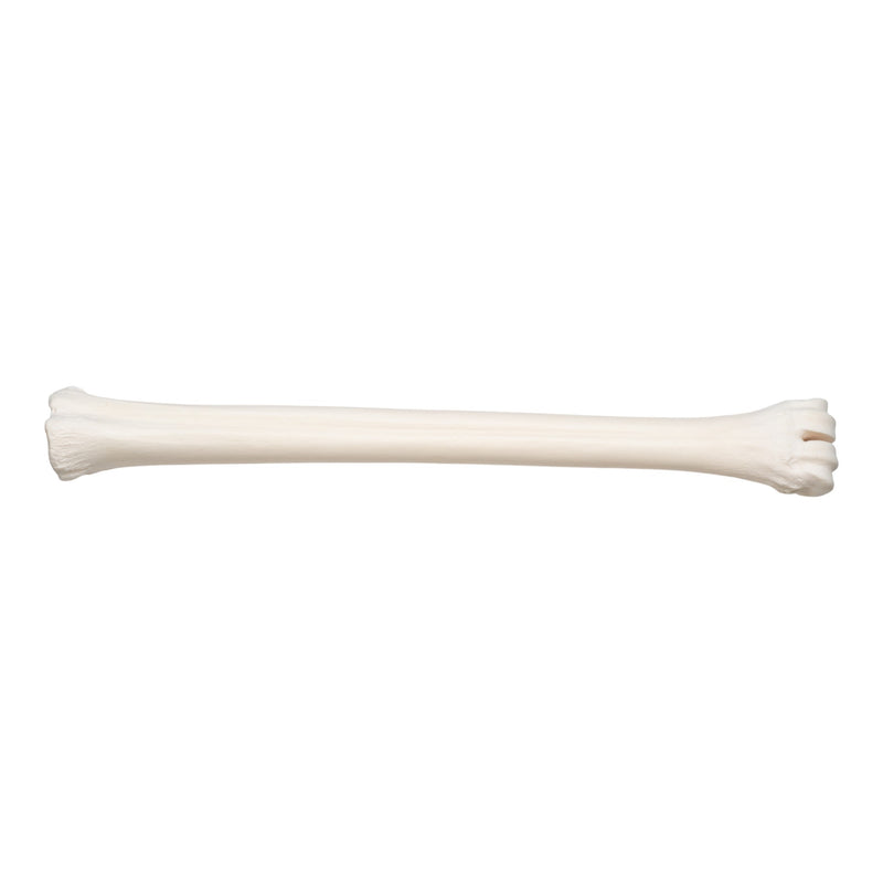 Real Southern Giraffe Cannon Bone