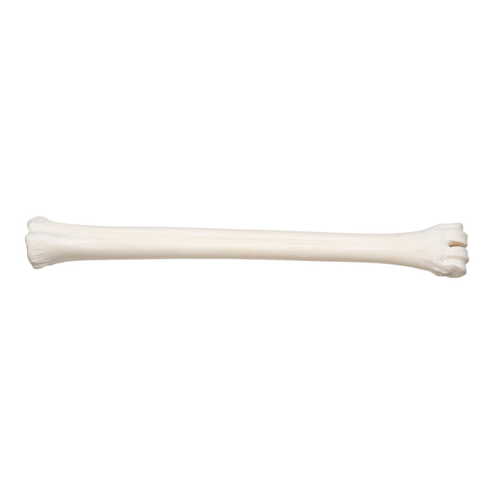 Real Southern Giraffe Cannon Bone