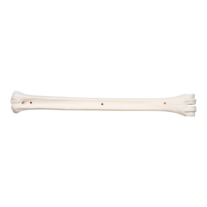 Real Southern Giraffe Cannon Bone