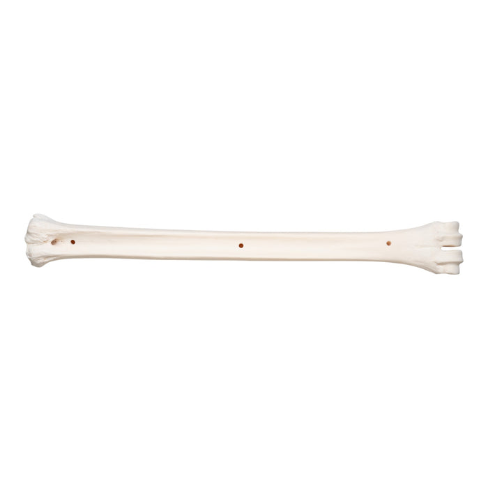 Real Southern Giraffe Cannon Bone