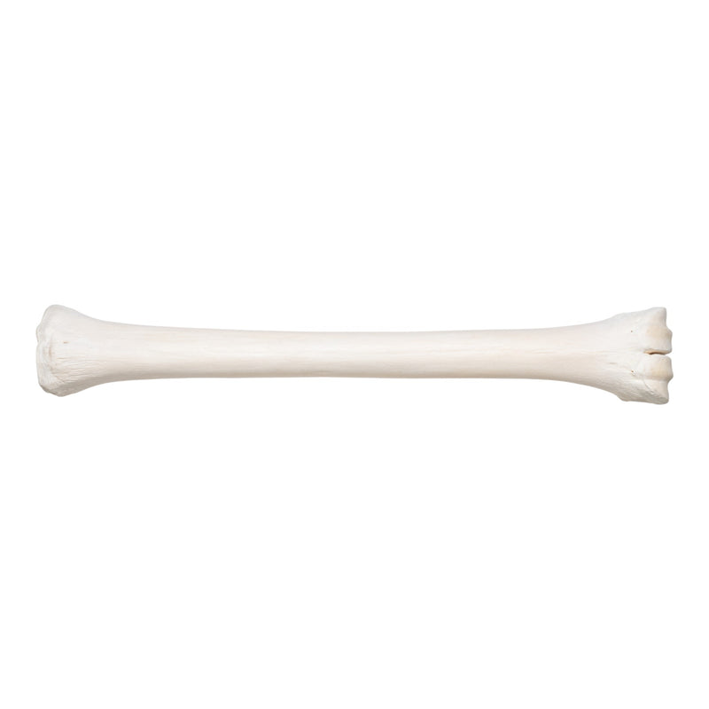 Real Southern Giraffe Cannon Bone
