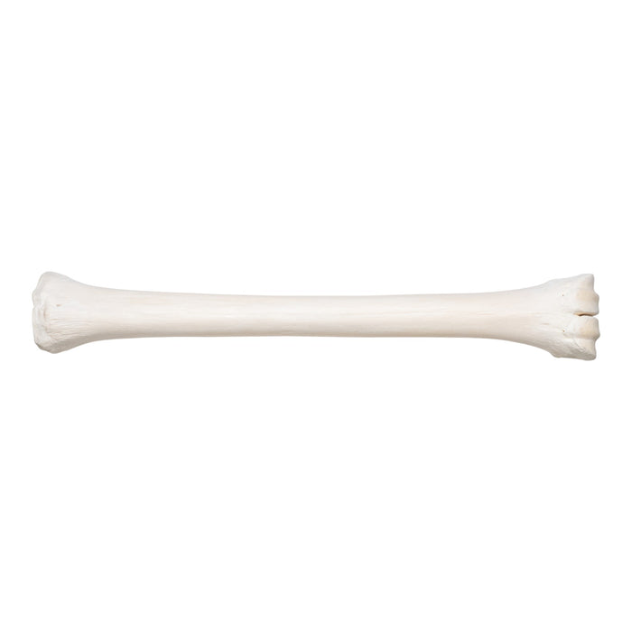 Real Southern Giraffe Cannon Bone