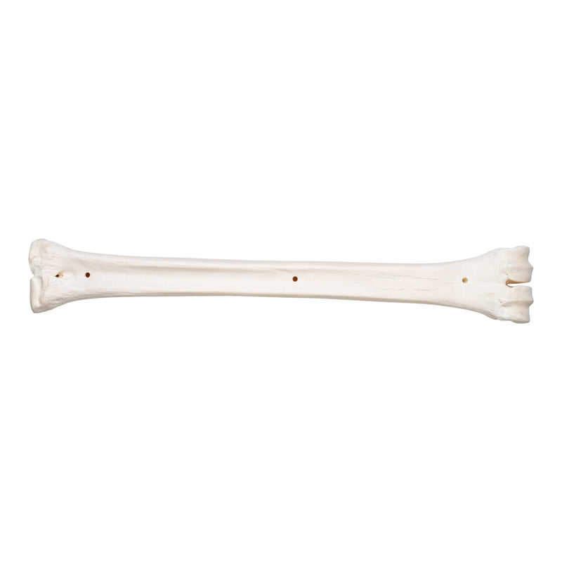 Real Southern Giraffe Cannon Bone