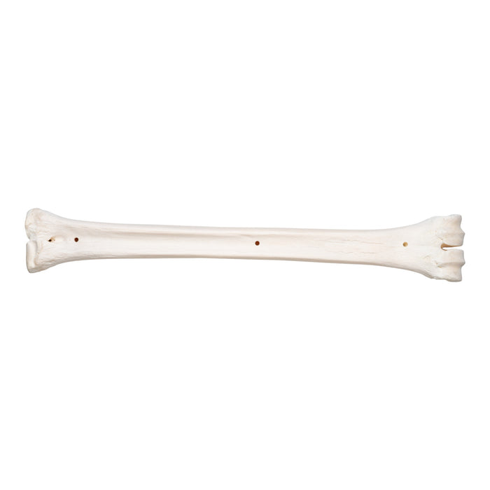 Real Southern Giraffe Cannon Bone