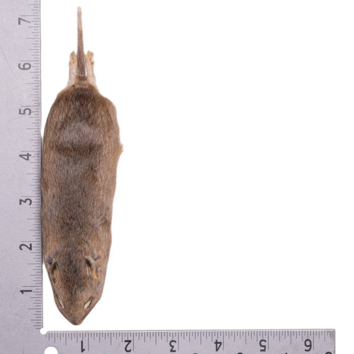 Real Northern Grasshopper Mouse Study Skin