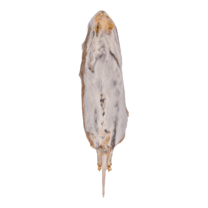 Real Northern Grasshopper Mouse Study Skin