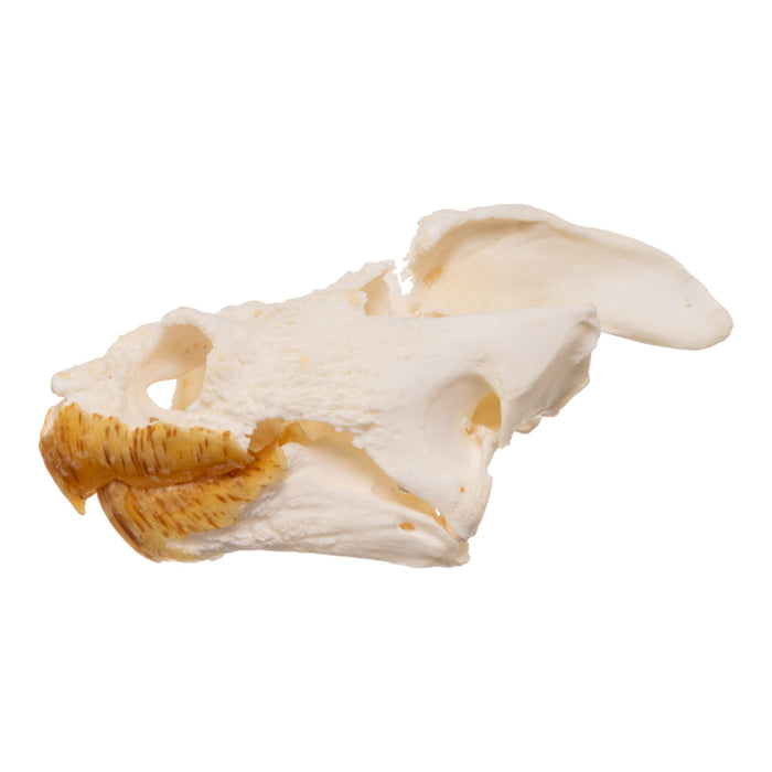 Real Snapping Turtle Skull - Pathology