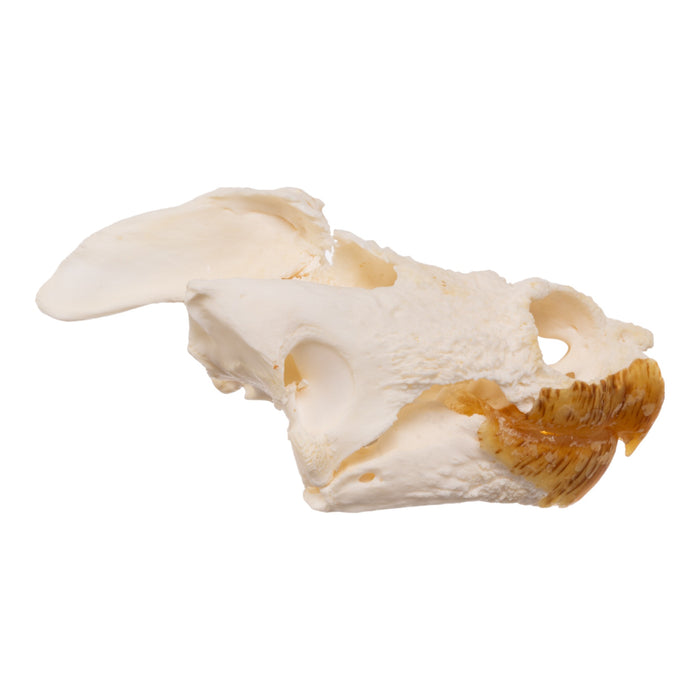 Real Snapping Turtle Skull - Pathology